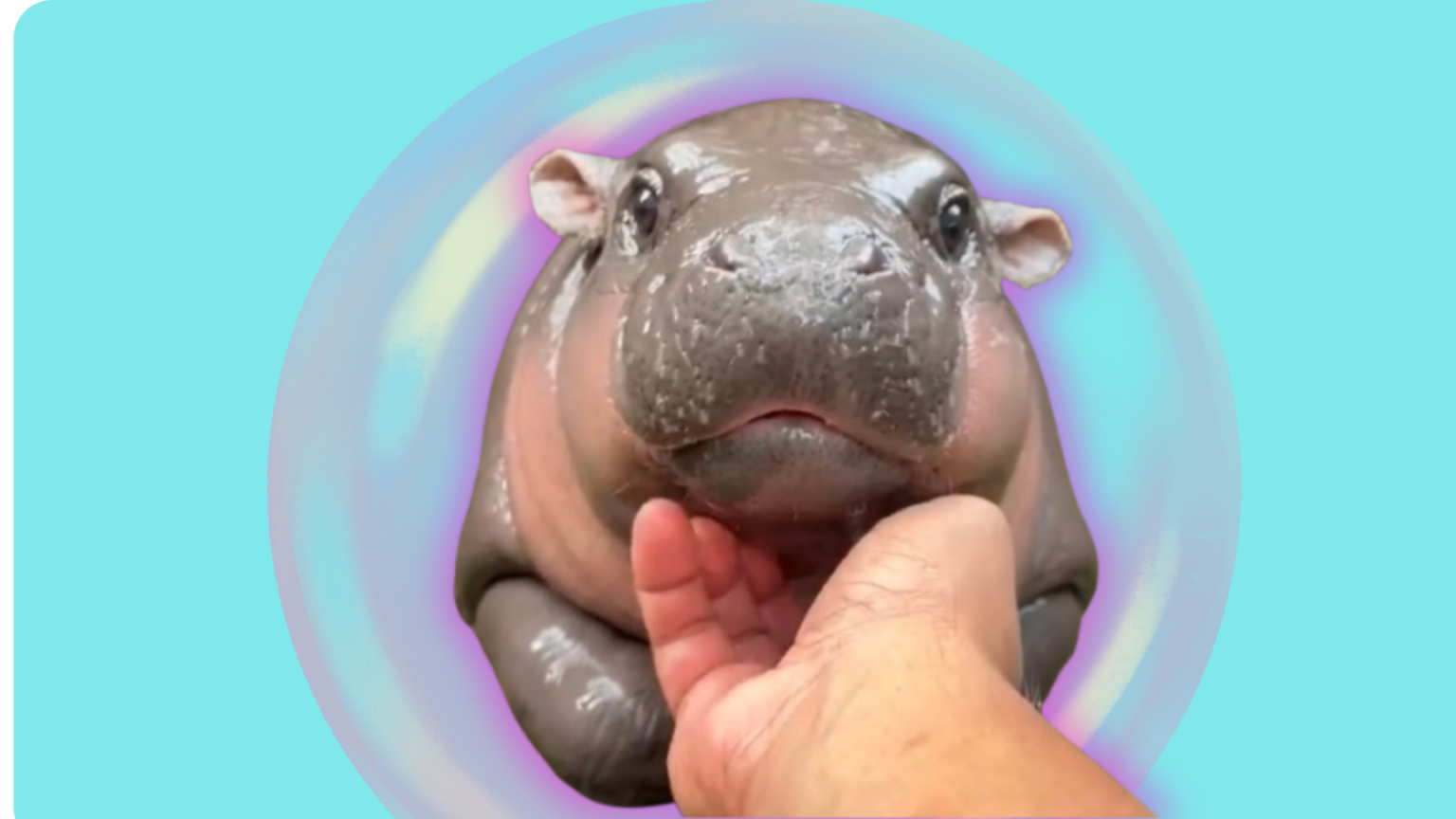 hand reaching out to baby pygmy hippo Moo Deng